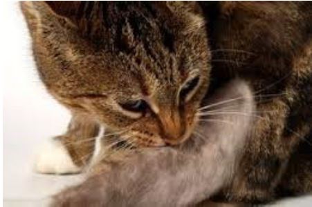 cats with skin problems3